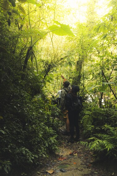 Picture 12 for Activity From Medellin Waterfalls: Guided Hiking Tour in Nature