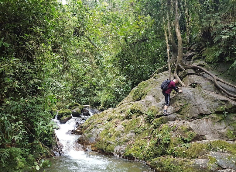 Picture 17 for Activity From Medellin Waterfalls: Guided Hiking Tour in Nature