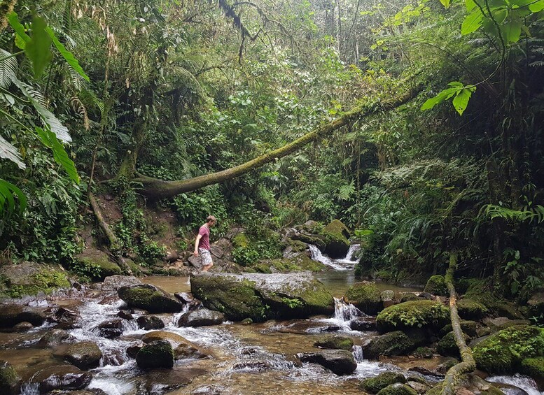 Picture 15 for Activity From Medellin Waterfalls: Guided Hiking Tour in Nature