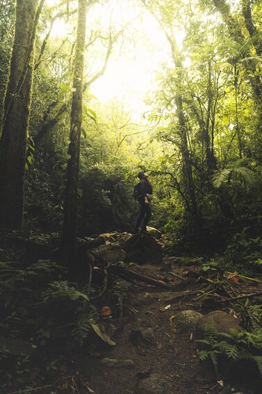 Picture 1 for Activity From Medellin Waterfalls: Guided Hiking Tour in Nature