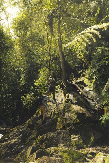 Picture 7 for Activity From Medellin Waterfalls: Guided Hiking Tour in Nature