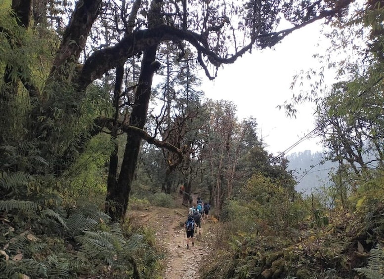 Picture 15 for Activity Nepal: 3-Day Ghorepani, Poon Hill & Ghandruk Village Trek