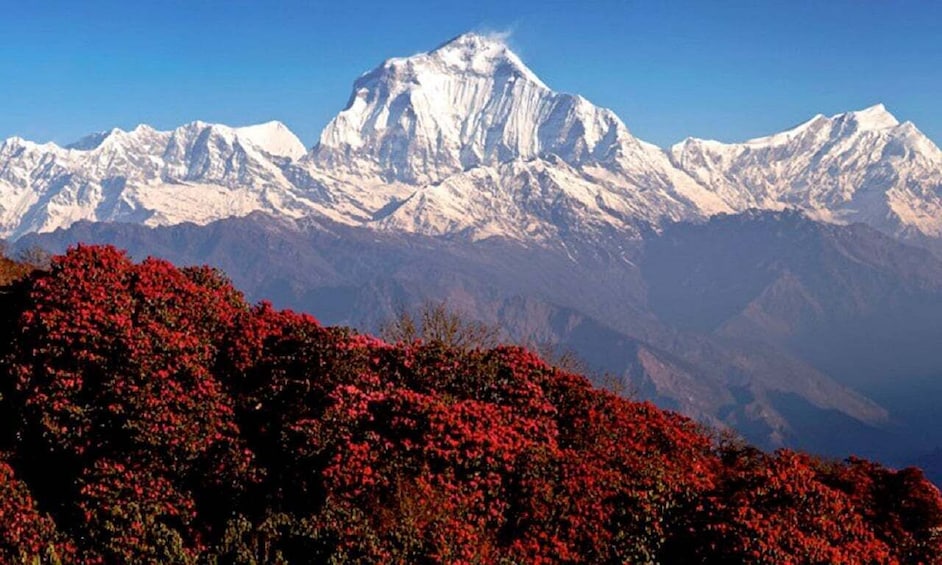 Picture 13 for Activity Pokhara: 3-Day Ghorepani, Poonhill, & Ghandruk Mountain Trek