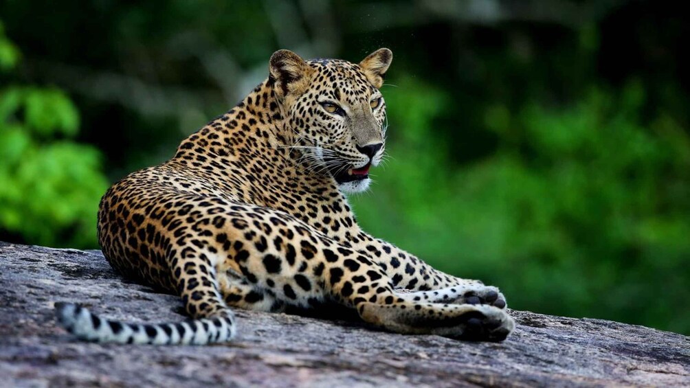 Yala National Park: Safari Experience at Dawn or Dusk