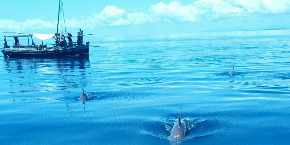 Picture 2 for Activity Wasini Island: Dolphin spotting & Snorkel at Kisite Marine