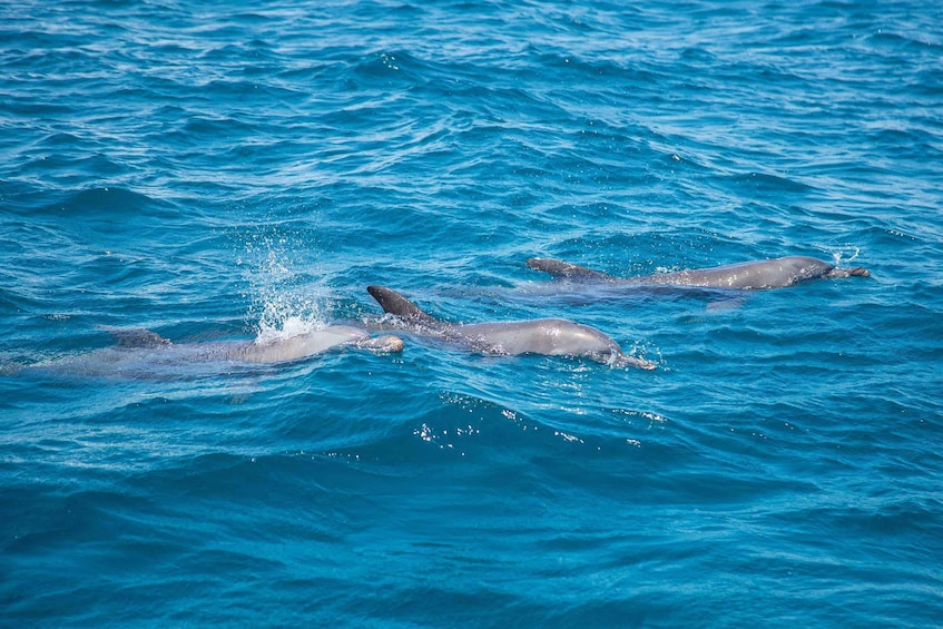 Picture 1 for Activity Wasini Island: Dolphin spotting & Snorkel at Kisite Marine