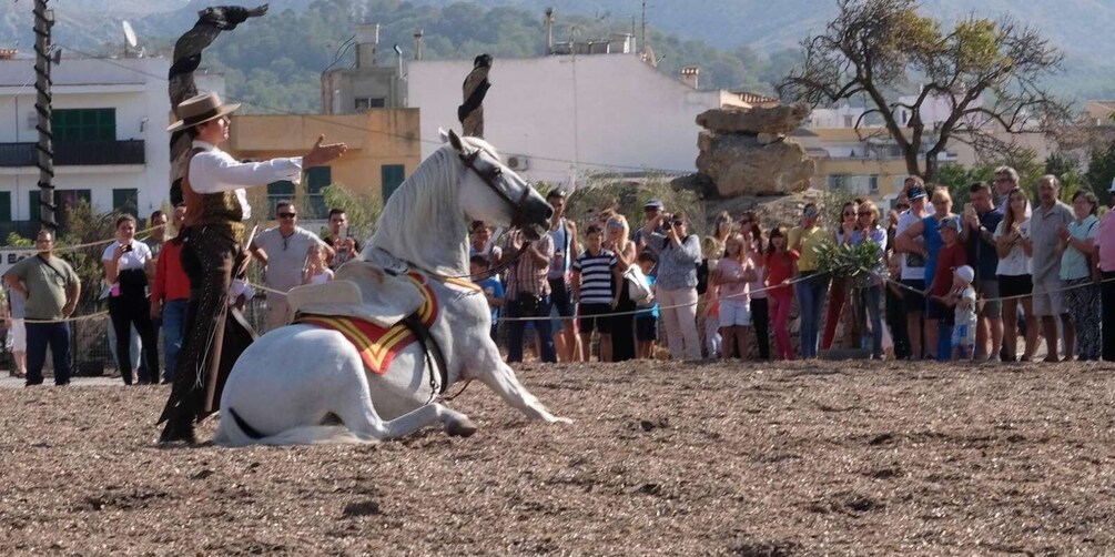 Picture 6 for Activity Mallorca: Mallorca`s Sunset & Spanish Riding School Show