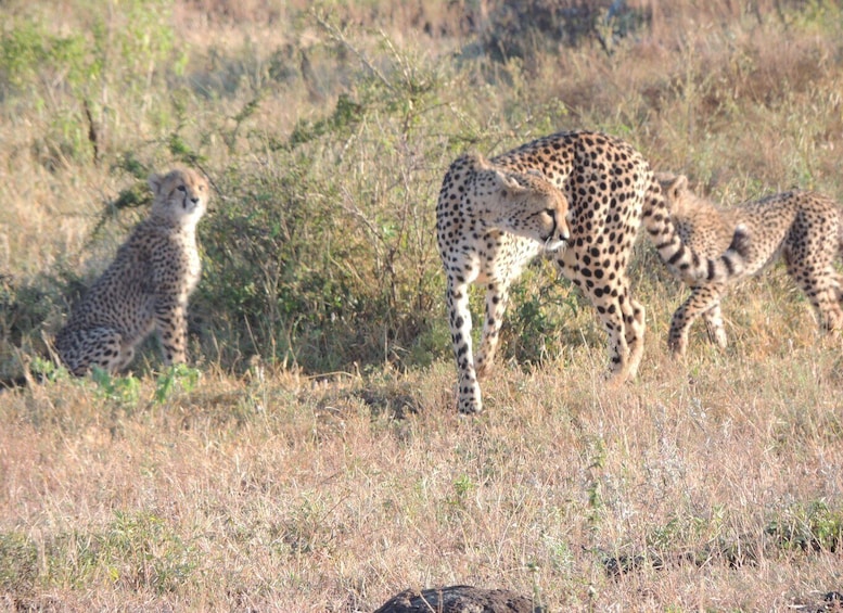 Picture 2 for Activity Marloth Park: Kruger National Park Safari Game Drives