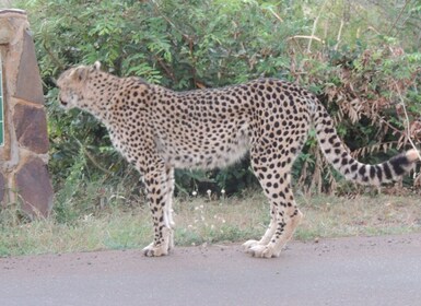 Marloth Park: Kruger National Park Safari Game Drives