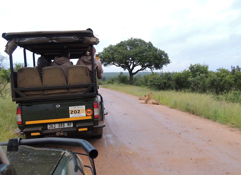 Picture 5 for Activity Marloth Park: Kruger National Park Safari Game Drives