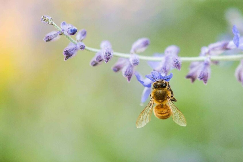 Picture 1 for Activity Oristano: Discover the Products of the Beehive