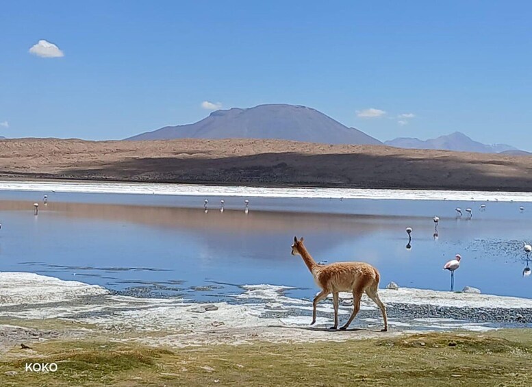 Picture 8 for Activity From Atacama Chile : 2-Day Uyuni Salt Flats Private Tour