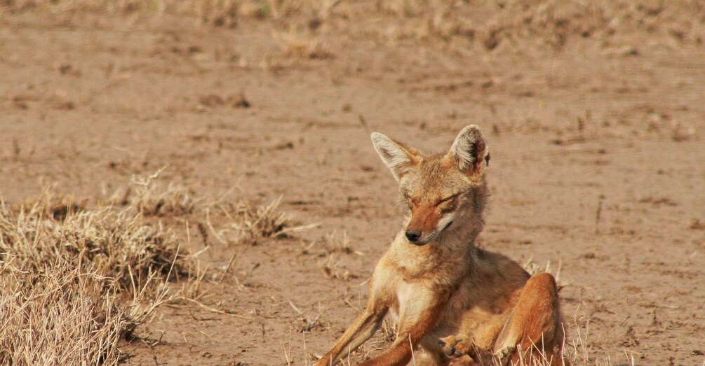 Picture 3 for Activity 2 Days Awash National Park Safari Tours