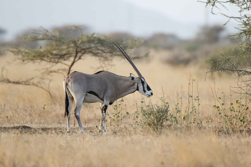 Picture 1 for Activity 2 Days Awash National Park Safari Tours