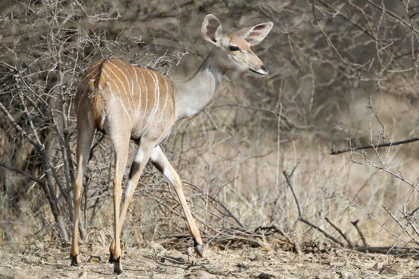 Picture 2 for Activity 2 Days Awash National Park Safari Tours