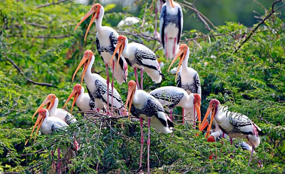 Keoladeo Bird Sanctuary Day Trip From Jaipur via Chand Baori