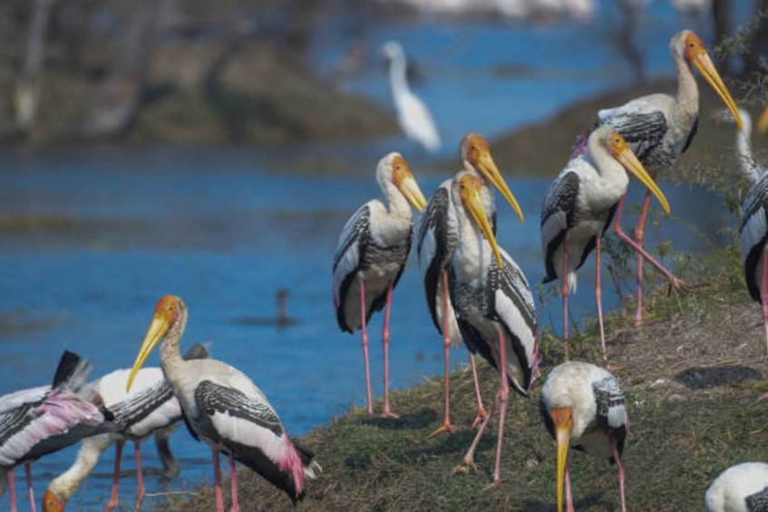 Picture 3 for Activity Keoladeo Bird Sanctuary Day Trip From Jaipur via Chand Baori