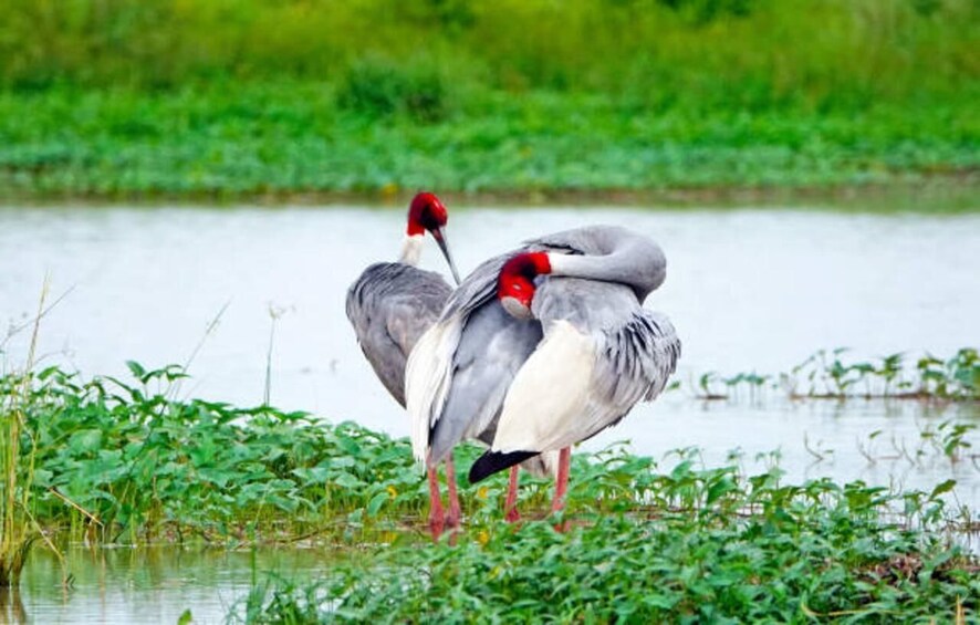 Picture 1 for Activity Keoladeo Bird Sanctuary Day Trip From Jaipur via Chand Baori