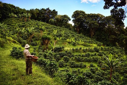 De la granja a la taza: el mejor recorrido por el café