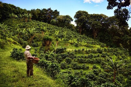 De la granja a la taza: el mejor recorrido por el café