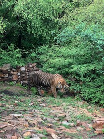 德里：私人 3 天齋浦爾和 Ranthambore 老虎野生動物園遊覽