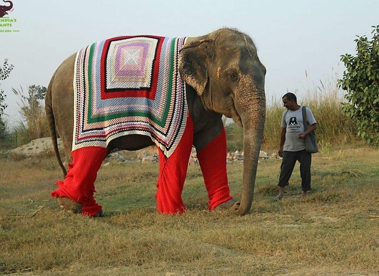 Picture 8 for Activity Delhi: Private 3-Days Jaipur & Ranthambore Tiger Safari Tour