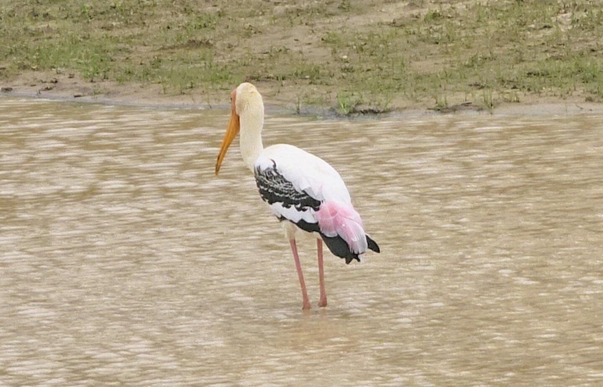 Picture 4 for Activity Udawalawe Safari Day Tour From Bentota/Aluthgama/Ahungalla