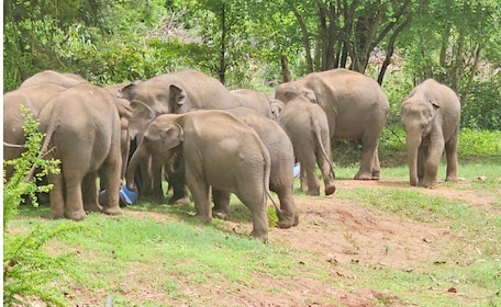 Udawalawe Safari Day Tour From Bentota/Aluthgama/Ahungalla