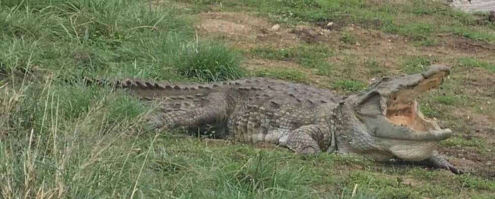 Picture 2 for Activity Udawalawe Safari Day Tour From Bentota/Aluthgama/Ahungalla