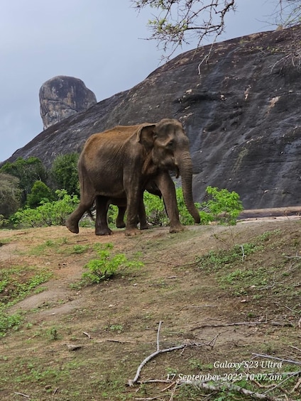 Picture 6 for Activity Udawalawe Safari Day Tour From Bentota/Aluthgama/Ahungalla