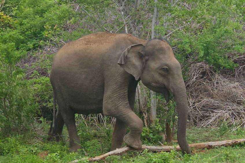 Picture 3 for Activity Udawalawe Safari Day Tour From Bentota/Aluthgama/Ahungalla