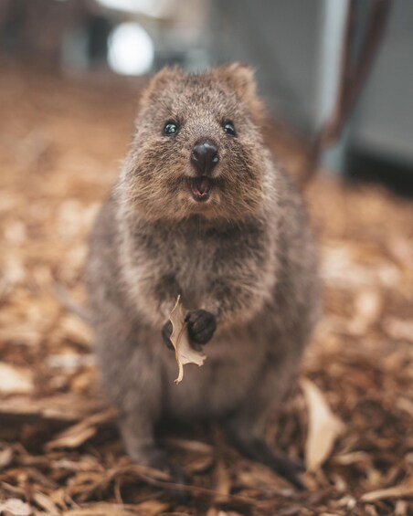 Picture 2 for Activity Perth: Rottnest Island Flight Transfer with Return Ferry