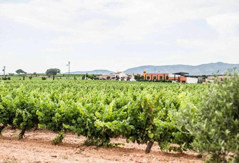 Picture 8 for Activity Valencia: Vineyard Tour with Local Wine Tasting & Appetizer