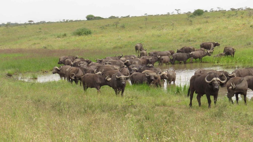 Picture 3 for Activity Day Trip to Amboseli National Park.