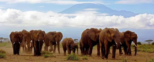 Gita di un giorno al Parco Nazionale di Amboseli.