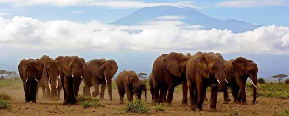 Day Trip to Amboseli National Park.