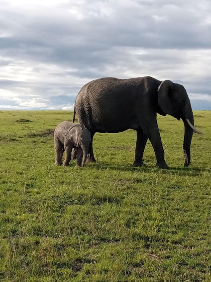 Picture 1 for Activity Day Trip to Amboseli National Park.