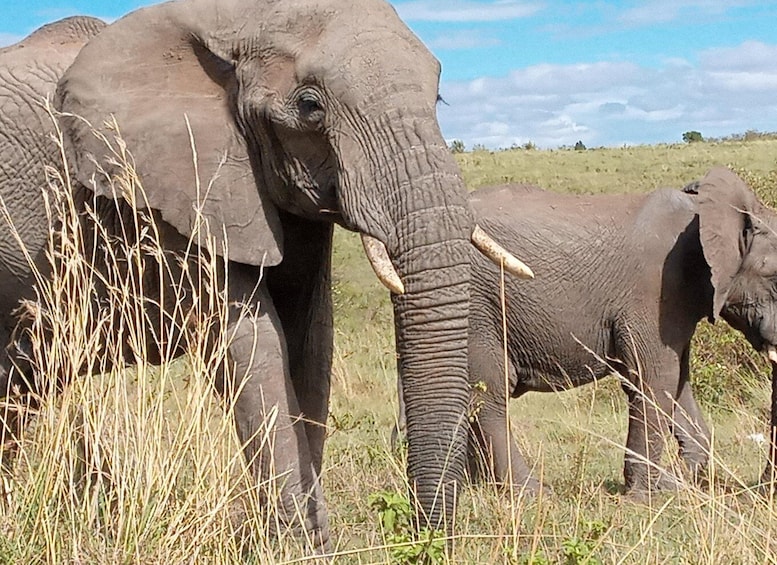 Picture 2 for Activity Day Trip to Amboseli National Park.