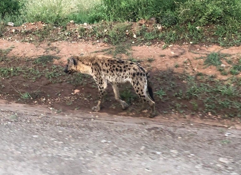 Picture 5 for Activity Day Trip to Amboseli National Park from Nairobi.