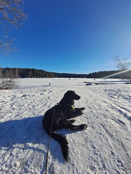 Picture 8 for Activity Oslo: Scenic Hike & Norwegian Waffles with Local Guide & Dog