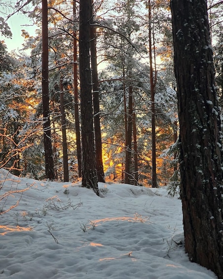 Picture 6 for Activity Oslo: Scenic Hike with Guide and Dog