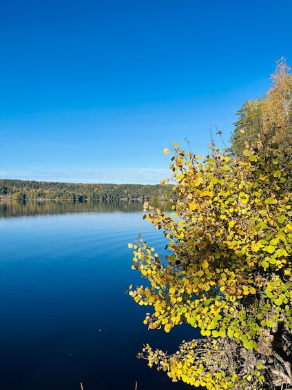 Picture 6 for Activity Oslo: Scenic Hike with Dog & Local Guide