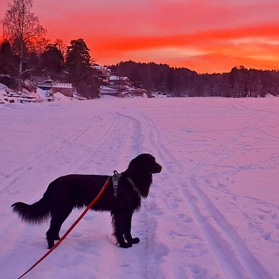 Picture 5 for Activity Winter Wonderland Hike & Norwegian Waffles with Local & Dog