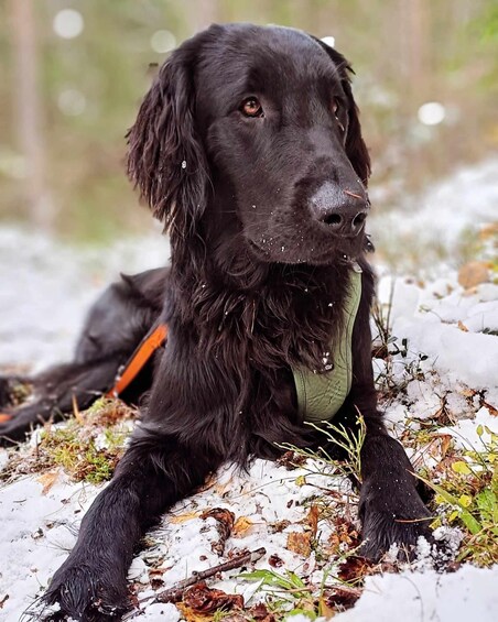 Picture 1 for Activity Oslo: Scenic Hike & Norwegian Waffles with Local Guide & Dog