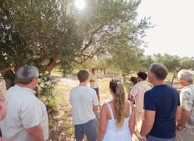 Balestrate: Olive Grove Tour with Wines & Olive Oil Tasting