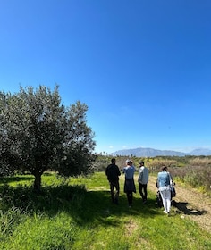 Balestrate: Olive Grove Tour with Wines & Olive Oil Tasting