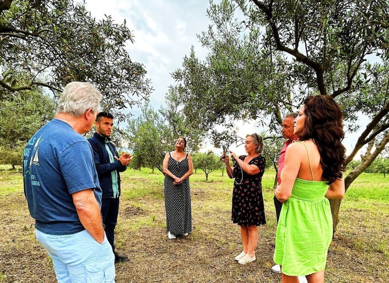 Picture 4 for Activity Balestrate: Olive Grove Tour with Wines & Olive Oil Tasting