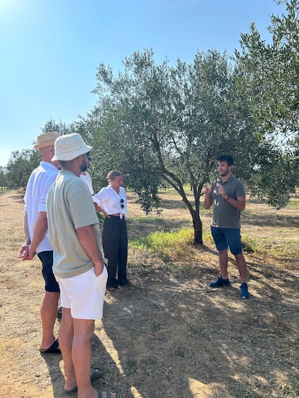 Picture 2 for Activity Balestrate: Olive Grove Tour with Wines & Olive Oil Tasting