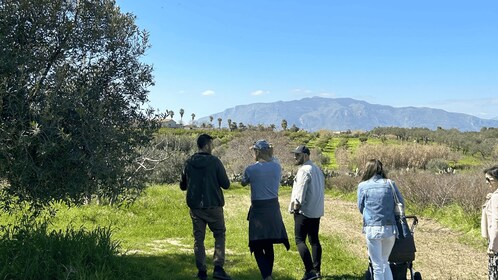 Balestrate: Olive Grove Tour with Wines & Olive Oil Tasting