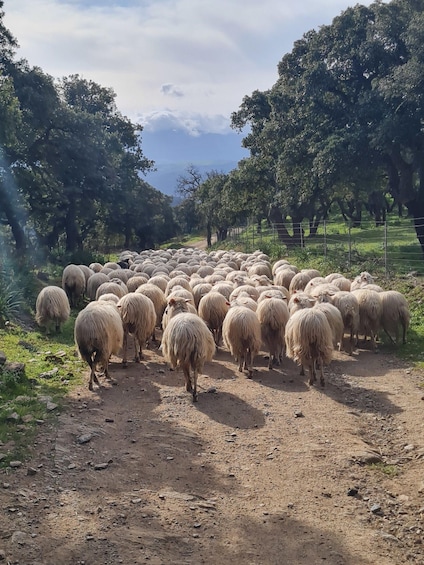Bitti: Live a shepherd experience with typical lunch